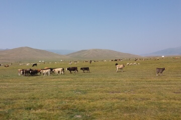 High Mountain Pasture in Kazakhstan