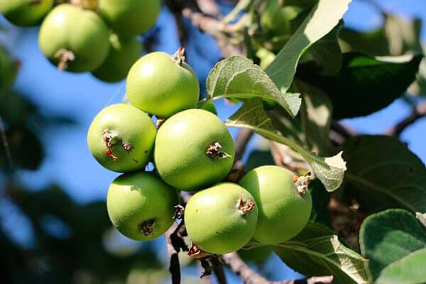 Almaty Apples