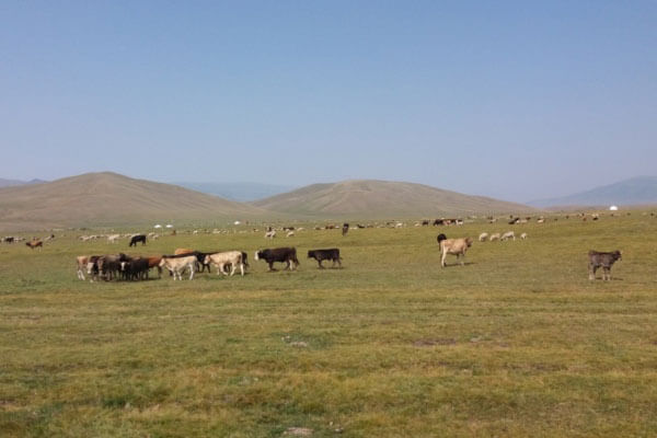 Summer Pasture in Kazakhstan Jailau
